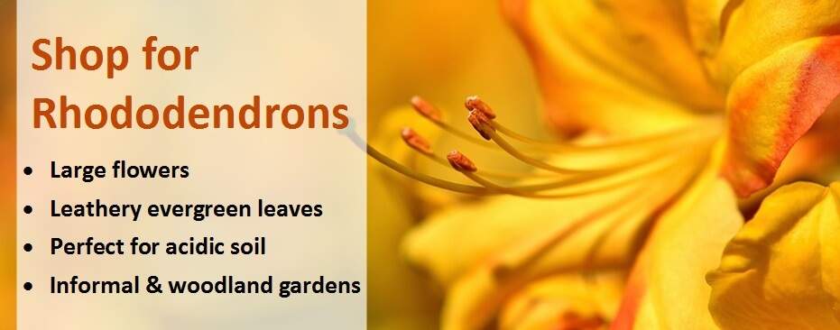 Shop for Rhododendrons banner